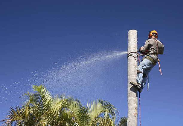 Best Tree Removal  in Bayonne, NJ