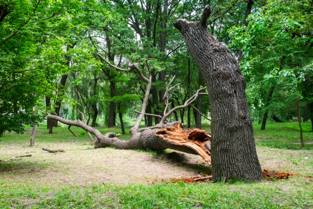 Best Tree Risk Assessment  in Bayonne, NJ