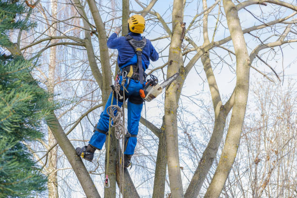 Best Tree and Shrub Care  in Bayonne, NJ