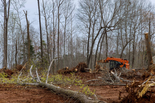 Best Commercial Tree Services  in Bayonne, NJ