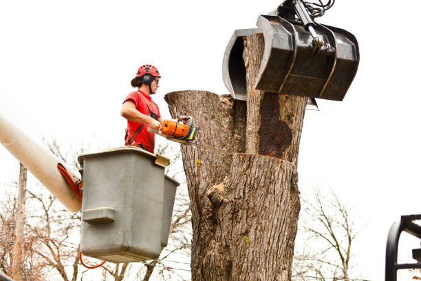  Bayonne, NJ Tree Care Pros