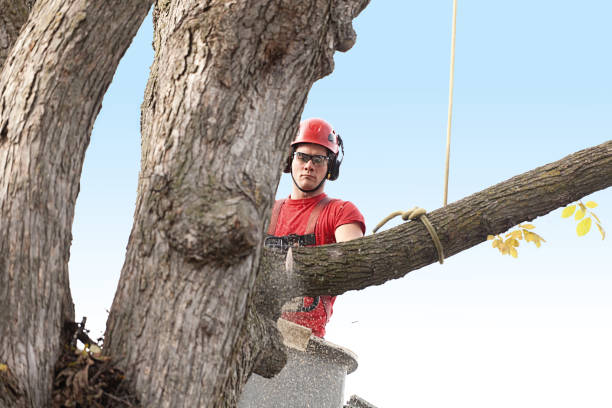 Best Tree Disease Treatment  in Bayonne, NJ